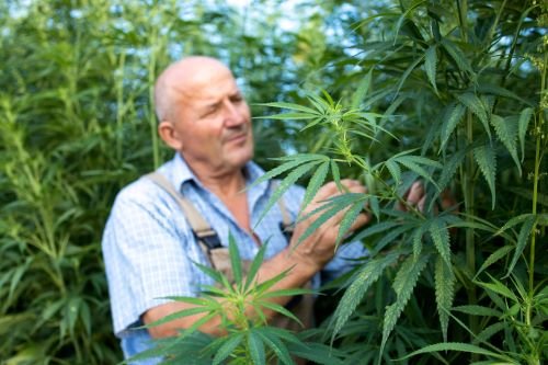 Cannabis Growers Email List