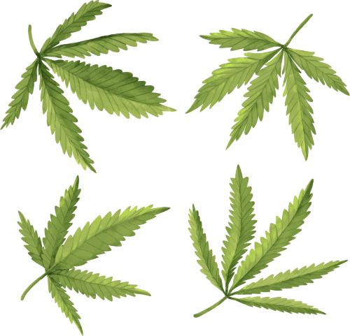 cannabisfaqs